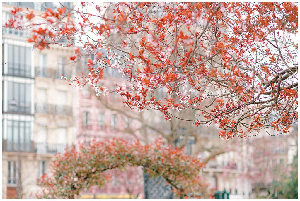 tree in Paris