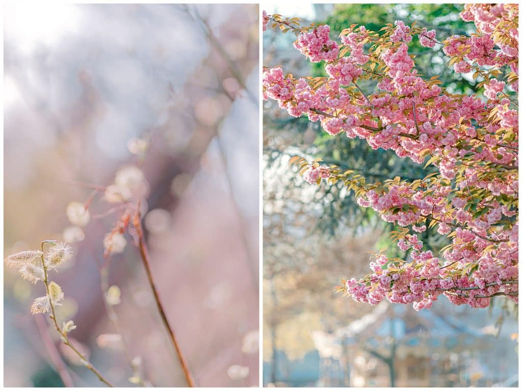Paris trees
