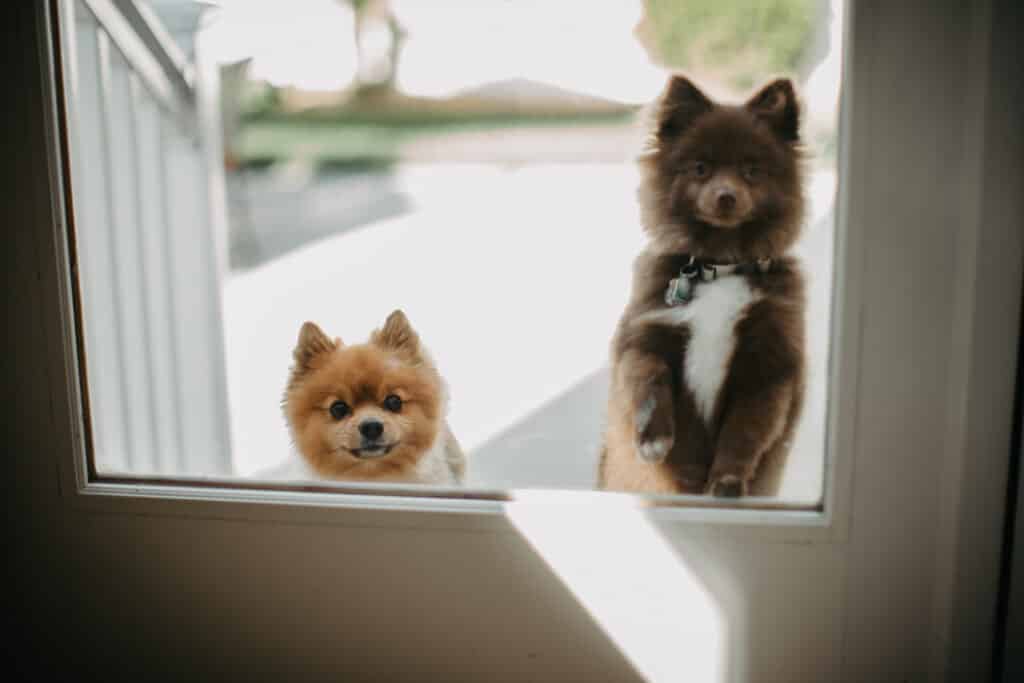cute dogs
