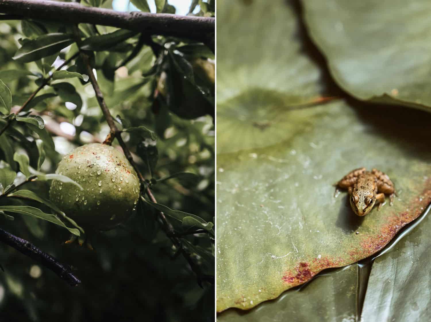 A green apple hangs in a tree, covered with dew. A tiny front rests on a massive elephant ear leaf.